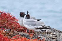 Swallow-tailed Gull (Creagrus furcatus) pair grooming. Galapagos Islands, Ecuador, South America.