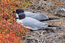 Swallow-tailed Gull (Creagrus furcatus) pair. Galapagos Islands, Ecuador, South America.