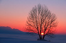 Linden tree (Tilia sp.) with bare branches at sunset. Switzerland, Europe.