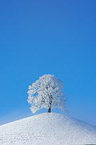 Linden tree (Tilia sp.) with heavy frost on small hill. Switzerland, Europe, December.