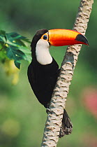 Toco Toucan (Ramphastos toco) adult in mango tree. Pantanal, Brazil, South America.