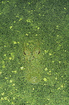 American Alligator (Alligator mississippiensis) adult camouflaged in duckweed (Lemnaceae). Sinton, Coastel Bend, Texas, USA.