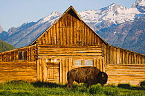 American Bison / Buffalo (Bison bison) adult in front of old wooden barn and Grand Teton range. Antelope Flats, Grand Teton National Park, Wyoming, USA, June.