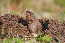 Attwater's Pocket Gopher (Geomys attwateri) adult looking out of burrow. Sinton, Corpus Christi, Coastal Bend, Texas, USA, March.