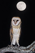 Barn Owl (Tyto alba) adult at night with full moon. Starr County, Rio Grande Valley, Texas, USA.