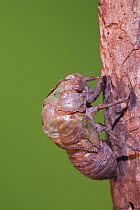 Cicada (Tibicen resh) adult emerging from nymph carapace. Sinton, Corpus Christi, Coastal Bend, Texas, USA, June. Sequence 1 of 10.