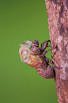 Cicada (Tibicen resh) adult emerging from nymph carapace. Sinton, Corpus Christi, Coastal Bend, Texas, USA, June. Sequence 2 of 10.