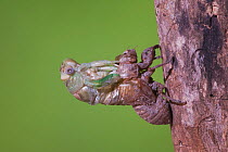 Cicada (Tibicen resh) adult emerging from nymph carapace. Sinton, Corpus Christi, Coastal Bend, Texas, USA, June. Sequence 4 of 10.