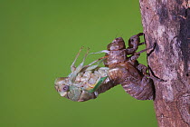 Cicada (Tibicen resh) adult emerging from nymph carapace. Sinton, Corpus Christi, Coastal Bend, Texas, USA, June. Sequence 5 of 10.