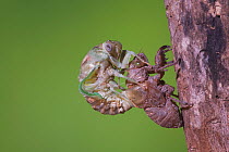 Cicada (Tibicen resh) adult emerging from nymph carapace. Sinton, Corpus Christi, Coastal Bend, Texas, USA, June. Sequence 6 of 10.