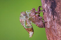 Cicada (Tibicen resh) adult emerging from nymph carapace. Sinton, Corpus Christi, Coastal Bend, Texas, USA, June. Sequence 7 of 10.