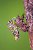 Cicada (Tibicen resh) adult emerging from nymph carapace. Sinton, Corpus Christi, Coastal Bend, Texas, USA, June. Sequence 8 of 10.
