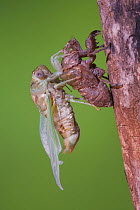 Cicada (Tibicen resh) adult emerging from nymph carapace. Sinton, Corpus Christi, Coastal Bend, Texas, USA, June. Sequence 9 of 10.