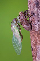 Cicada (Tibicen resh) adult emerging from nymph carapace. Sinton, Corpus Christi, Coastal Bend, Texas, USA, June. Sequence 10 of 10.