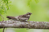 Common Nighthawk (Chordeiles minor) adult at day roost on branch. Sinton, Corpus Christi, Coastal Bend, Texas, USA, May.