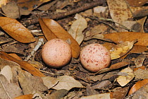 Common Pauraque (Nyctidromus albicollis) eggs in nest on ground. Sinton, Corpus Christi, Coastal Bend, Texas, USA, May.