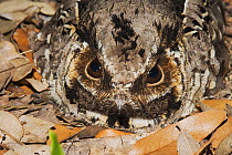 Common Pauraque (Nyctidromus albicollis) adult on nest. Sinton, Corpus Christi, Coastal Bend, Texas, USA, May.