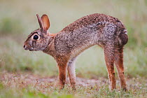 Eastern Cottontail Rabbit (Sylvilagus floridanus) adult stretching. Sinton, Corpus Christi, Coastal Bend, Texas, USA, April.