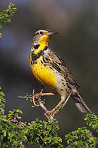 Eastern Meadowlark (Sturnella magna) adult perched on blooming Guayacan (Guaiacum angustifolium). Starr County, Rio Grande Valley, Texas, USA.