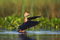 Fulvous Whistling-Duck (Dendrocygna bicolor) adult stretching its wings in water. Sinton, Corpus Christi, Coastal Bend, Texas, USA, June.