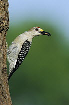 Golden-fronted Woodpecker (Melanerpes aurifrons) male with insect prey. Sinton, Coastel Bend, Texas, USA.