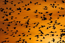 Great-tailed Grackle (Quiscalus mexicanus), flock at sunset. Welder Wildlife Refuge, Sinton, Texas, USA, February.