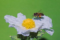 Honey Bee (Apis mellifera) in flight on White Prickly Poppy (Argemone albiflora). Sinton, Corpus Christi, Coastal Bend, Texas, USA, June.
