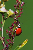 Ladybug Beetle (Coccinellidae) adult eating Aphids (Aphidoidea). Sinton, Corpus Christi, Coastal Bend, Texas, USA, May.