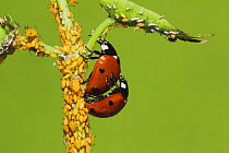Seven-spotted Ladybug (Coccinella septempunctata) pair mating and eating Aphids (Aphidoidea). Sinton, Corpus Christi, Coastal Bend, Texas, USA, June.
