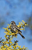 Lark Bunting (Calamospiza melanocorys) male with winter plumage on blooming Blackbrush Acacia (Acacia rigidula). Starr County, Rio Grande Valley, Texas, USA.