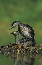 Least Grebe (Tachybaptus dominicus) pair mating on nest. Starr County, Rio Grande Valley, Texas, USA.