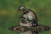 Least Grebe (Tachybaptus dominicus) pair mating on nest. Starr County, Rio Grande Valley, Texas, USA.
