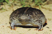 Mexican Burrowing Toad (Rhinophrynus dorsalis) adult bloated as defense. Starr County, Rio Grande Valley, Texas, USA.