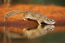 Mexican Ground Squirrel (Spermophilus mexicanus) adult drinking. Sinton, Corpus Christi, Coastal Bend, Texas, USA, May.