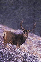 Mule Deer / Black-tailed Deer (Odocoileus hemionus) buck in snow fall. Rocky Mountain National Park, Colorado, USA.