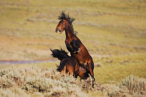 Mustang Horse (Equus caballus) stallions fighting. Pryor Mountain Wild Horse Range, Montana, USA, August.