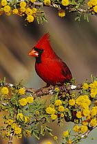Northern Cardinal (Cardinalis cardinalis) male on blooming Huisache (Acacia farnesiana). Starr County, Rio Grande Valley, Texas, USA.