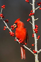 Northern Cardinal (Cardinalis cardinalis) male eating Possum Haw Holly (Ilex decidua) berries. Bandera, Hill Country, Texas, USA.