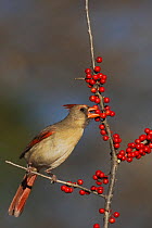 Northern Cardinal (Cardinalis cardinalis) female eating Possum Haw Holly (Ilex decidua) berries. Bandera, Hill Country, Texas, USA, February.