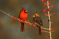 Northern Cardinal (Cardinalis cardinalis) pair on Possum Haw Holly (Ilex decidua) berries. Bandera, Hill Country, Texas, USA, January.