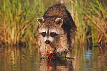 Northern Raccoon (Procyon lotor) adult in water eating Crayfish / Crawfish (Astacidae). Sinton, Corpus Christi, Coastal Bend, Texas, USA, May.