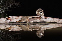 Northern Raccoon (Procyon lotor) adults at night on log. Sinton, Corpus Christi, Coastal Bend, Texas, USA, March.
