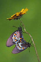 Pipevine Swallowtail Butterfly (Battus philenor) pair mating. Sinton, Corpus Christi, Coastal Bend, Texas, USA, June.