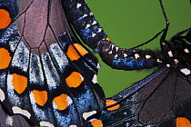 Pipevine Swallowtail Butterflies (Battus philenor) pair mating close-up. Sinton, Corpus Christi, Coastal Bend, Texas, USA, June.