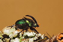 Rainbow Scarab Beetle (Phanaeus vindex) adult male. Sinton, Corpus Christi, Coastal Bend, Texas, USA, May.