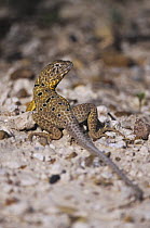 Reticulate Collared Lizard (Crotaphytus reticulatus) adult sunning. Starr County, Rio Grande Valley, Texas, USA.