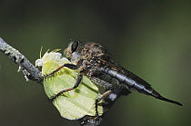 Robber Fly (Asilidae) adult with butterfly prey. Starr County, Rio Grande Valley, Texas, USA.