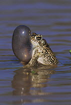 Texas Toad (Bufo speciosus) male with calling / vocal sac inflated. Starr County, Rio Grande Valley, Texas, USA.