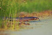 Texas Indigo Snake (Drymarchon corais erebennus) adult at pond. Sinton, Corpus Christi, Coastal Bend, Texas, USA, April.