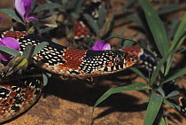 Texas Long-nosed Snake (Rhinocheilus lecontei tessellatus) adult. Starr County, Rio Grande Valley, Texas, USA.